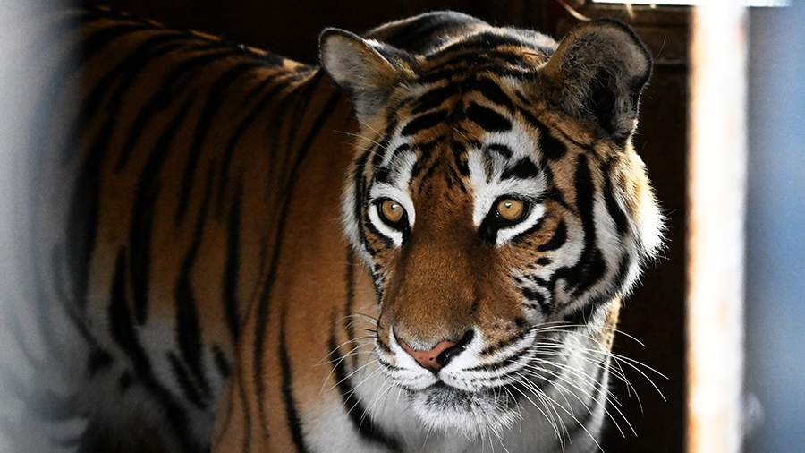 Популяция амурского тигра в приморском заповеднике сокращается из-за охоты